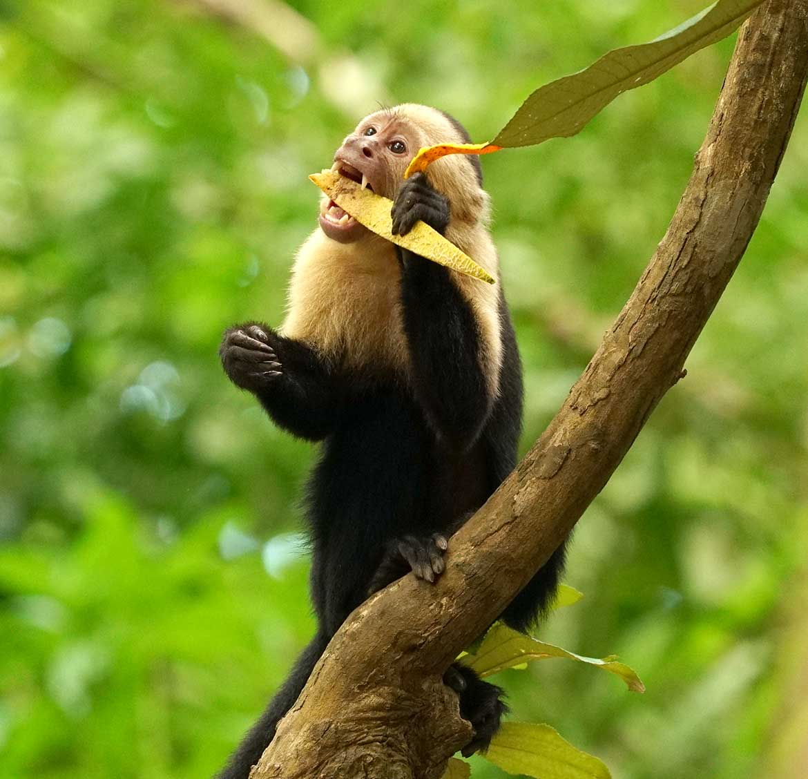 Capucin eating