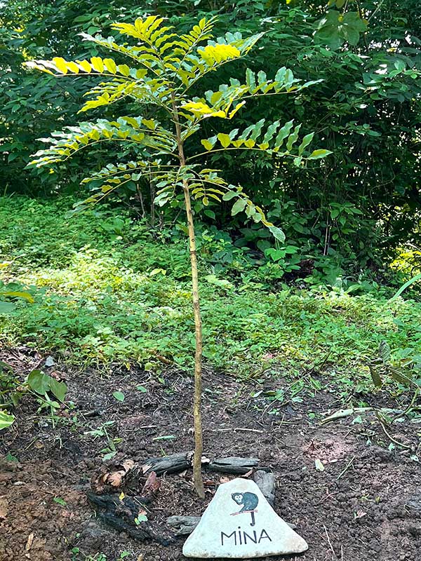 Mountian almond tree