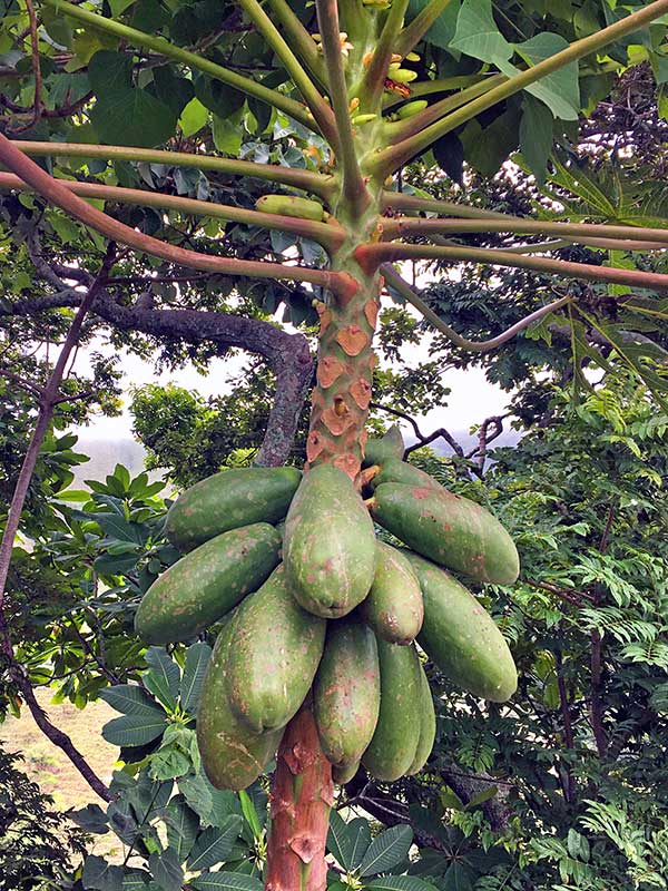 Papaya tree